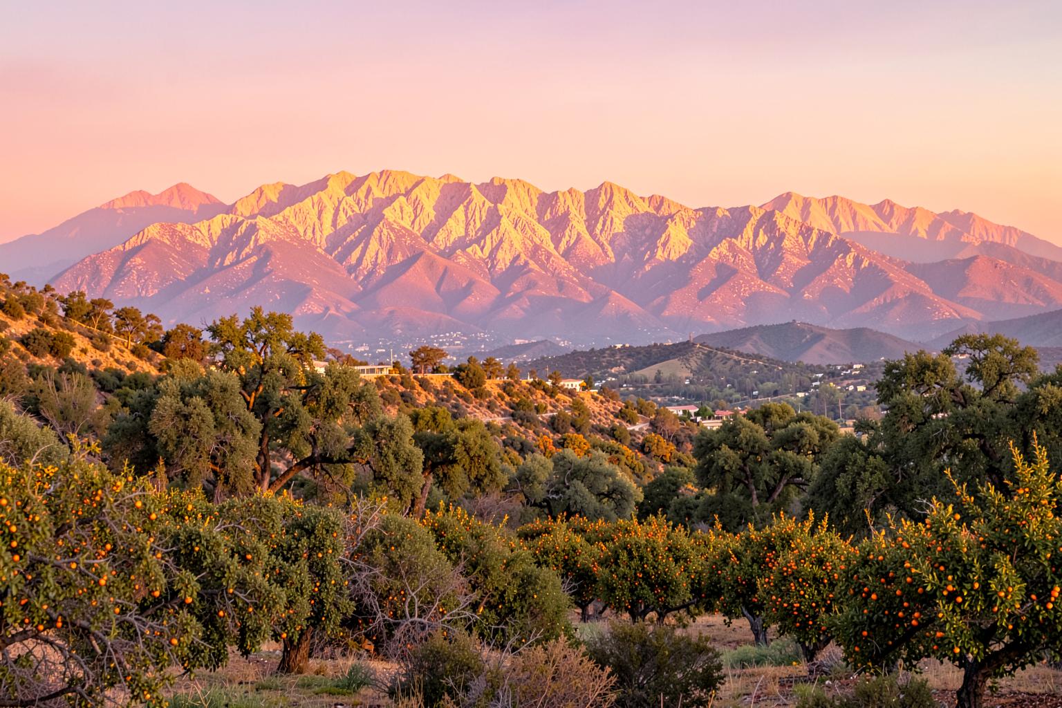 Orange groves and oak trees beneath the pink-lit Topatopa Mountains above Ojai